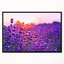 « summer coucher over lavande field », reproduction de photo sur toile tendue encadrée-26687703-64636348