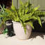 Dehlila 2 Piece Ceramic Pot Planter Set-622730529