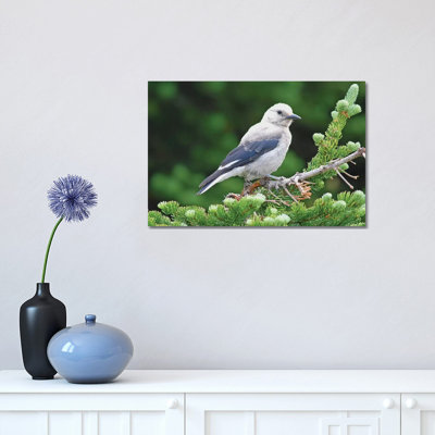 " Clark's Nutcracker " by Brian Wolf