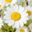 Couronne de linteau artificielle à fleurs séchées