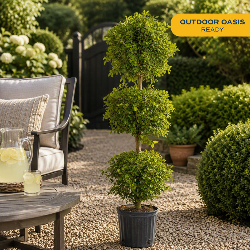 Topiary in Nursery Pot