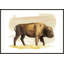 «Bison S croquis I» par Grace Popp - peinture encadrée-684181103-778907003