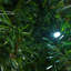 Lighted Artificial Fir Christmas Tree