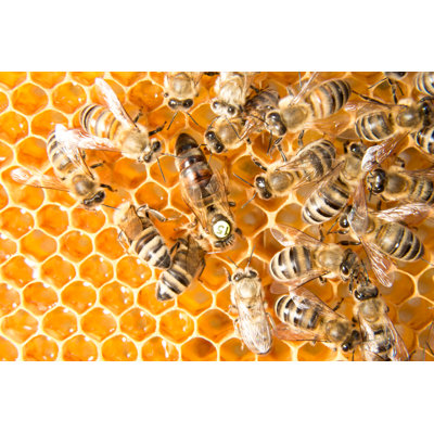 Kamni Queen Bee sur photographie sur toile