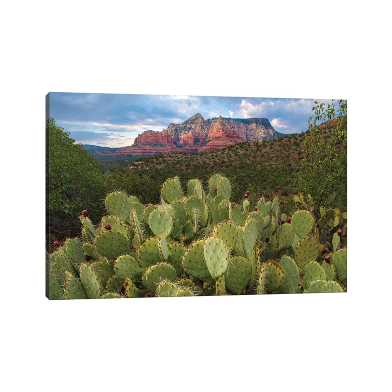Opuntia Cactus And Mountain, Red Rock-Secret Mountain Wilderness, Arizona by Tim Fitzharris - Wrapped Canvas Print