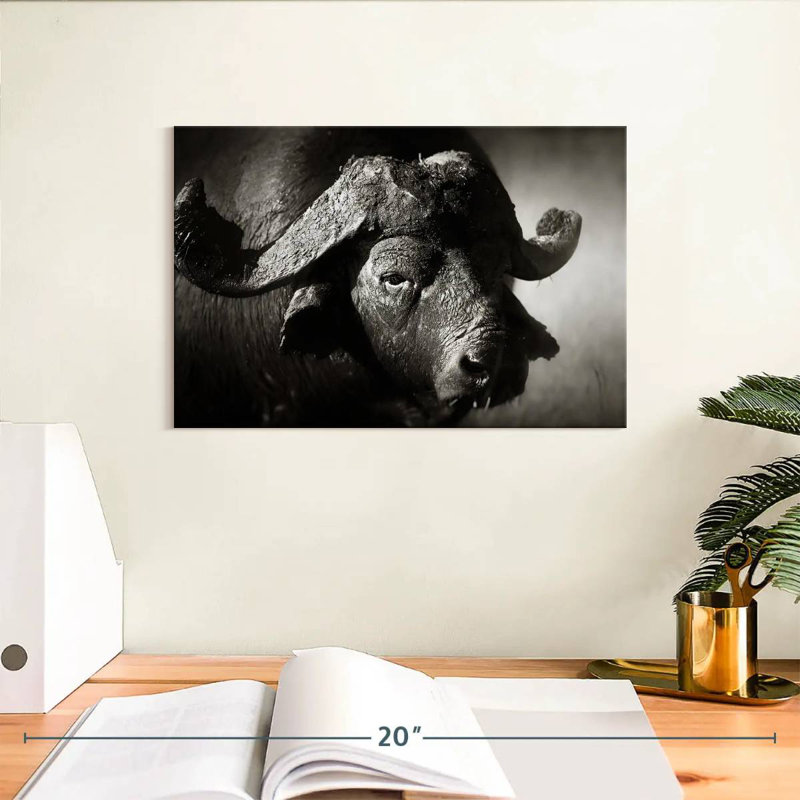 Buffle d'Afrique sauvage Brampt, H 8 po x l 12 po