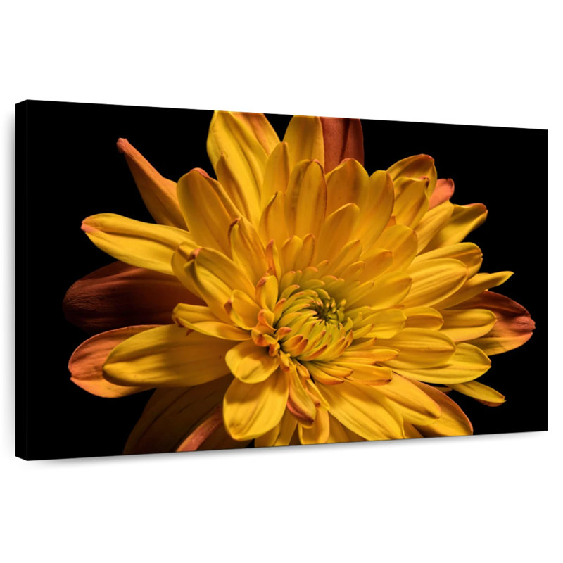 Harnek fleur de chrysanthème