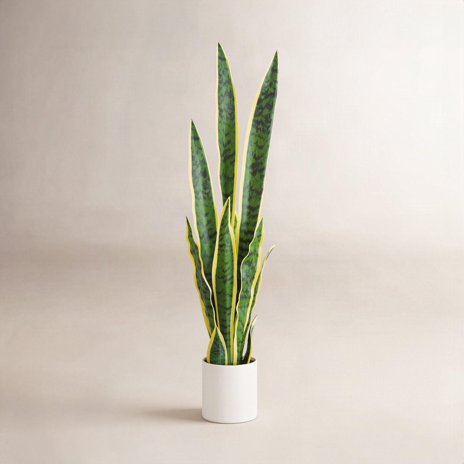 30" Snake Plant with Base Included