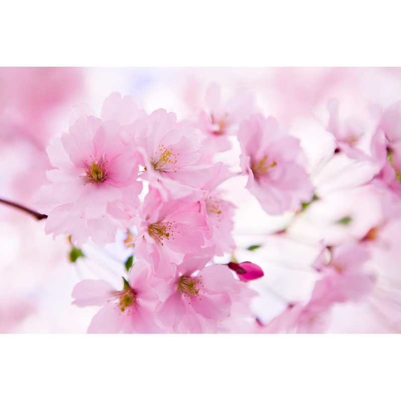 Cerisier japonais en fleur, L 18 po x H 12 po