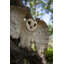 Décoration murale hibou volant