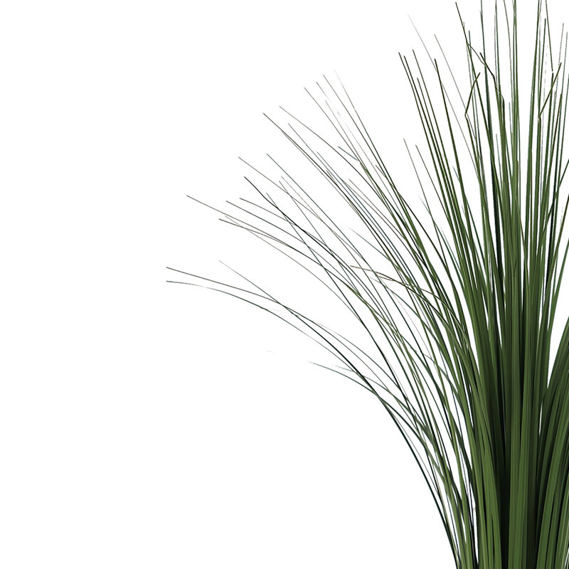 Plante de sol en pot