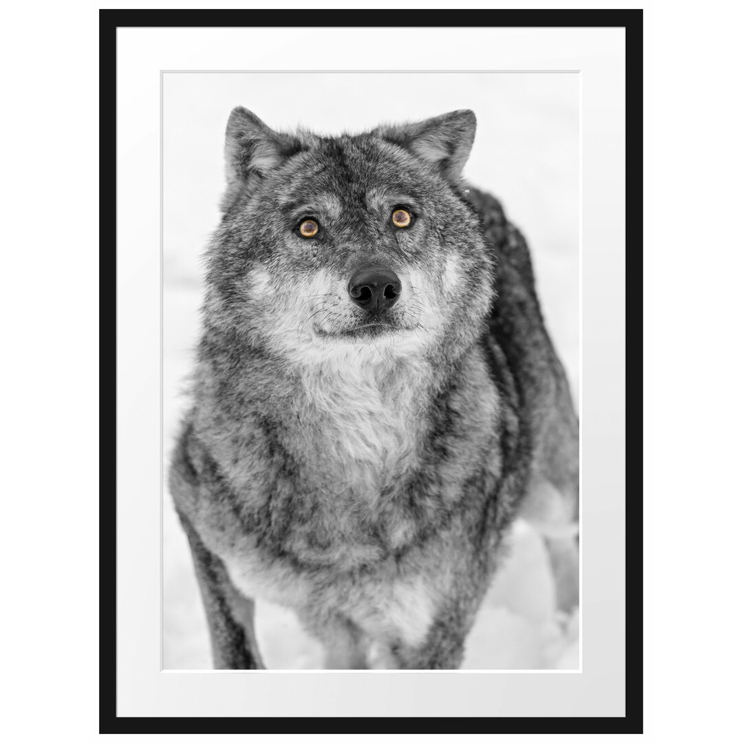 Gerahmtes Poster Niedlicher Wolf im Schnee