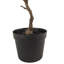 127cm Faux Fern Plant in Pot Liner
