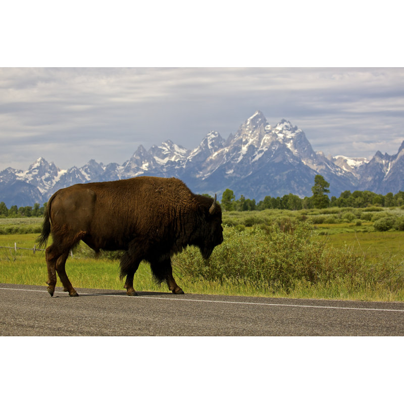 Buffalo Crossing by Jawelch22 - Wrapped Canvas Print, 61cm H x 91cm W