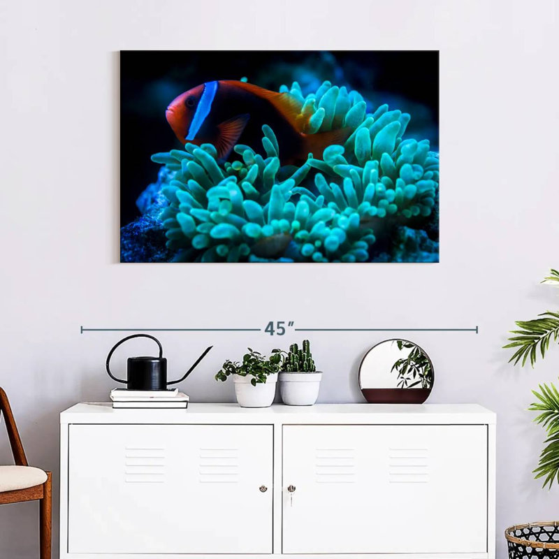 Brampt Tomato Clownfish, 24" H x 36" W