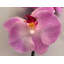 ORCHIDÉE FRESH-TOUCH NAT.TCH PHA. X8F 31 po-1985998149