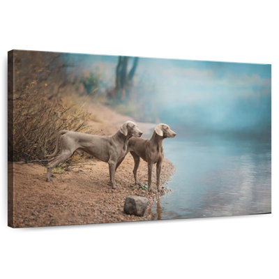 Brampt Weimaraner Dogs