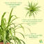 Live Spider Plant