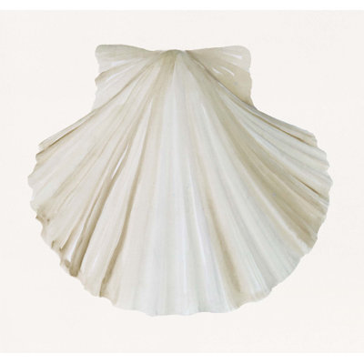 " Sea Shell 5 "