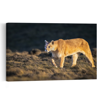 Sunlit Mountain Lion Contemporary Cat Lion Mountain Nature Wall Art Print by Jeffrey C. Sink - 1 Piece Wrapped Canvas Wall Art