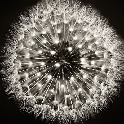 " Dandelion I " by Dawn Campbell
