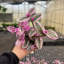 Live Tradescantia Nanouk Plant-2018534585