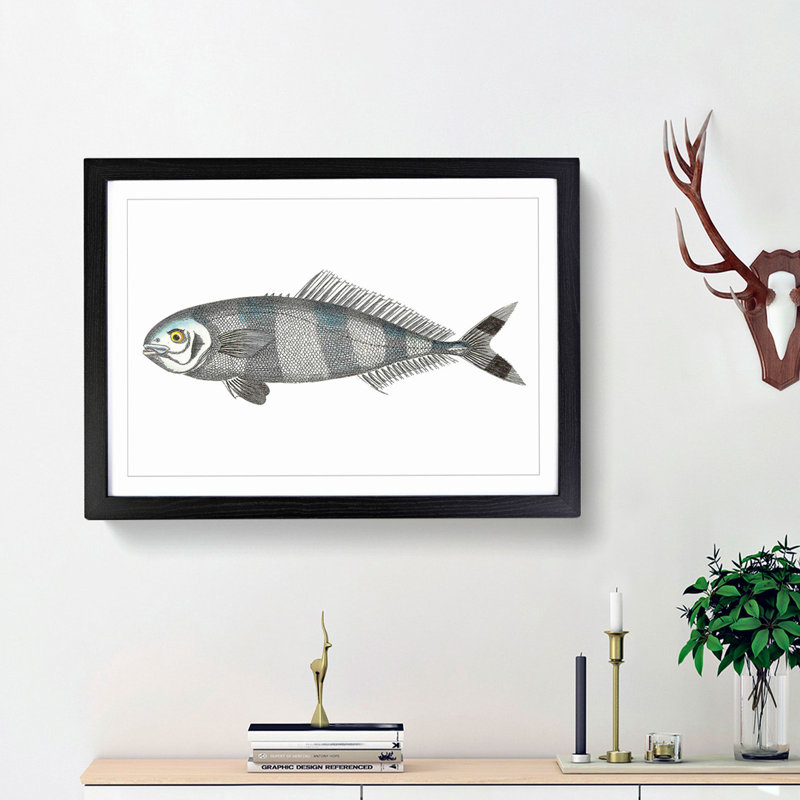 Pilot Mackerel Fish by George Shaw - Framed Print, 36cm H x 48cm W x 2cm D, Black Framed