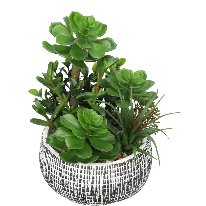 25.4cm Plant