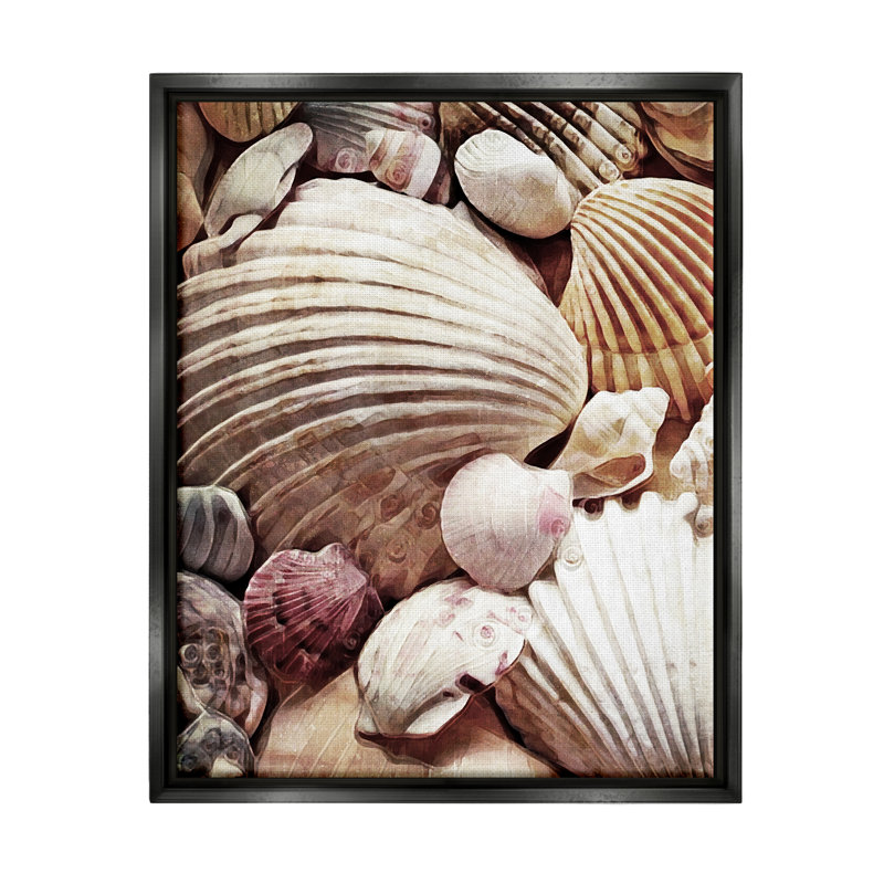 " Various Nautical Clam Conch Shells " by Ashley Aldridge, Jet Black Floater Frame, 31" H x 25" W x 1.7" D