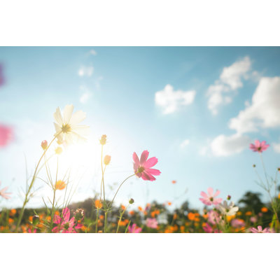 " Cosmos Flower Field " by Ijeab