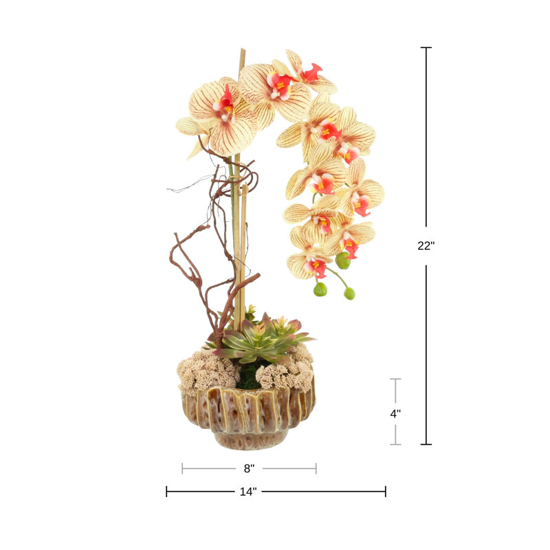 Centre de table Echeveria and Orchid