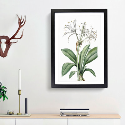 Spider Lily Flowers by Pierre-Joseph Redoute - Picture Frame Painting Print