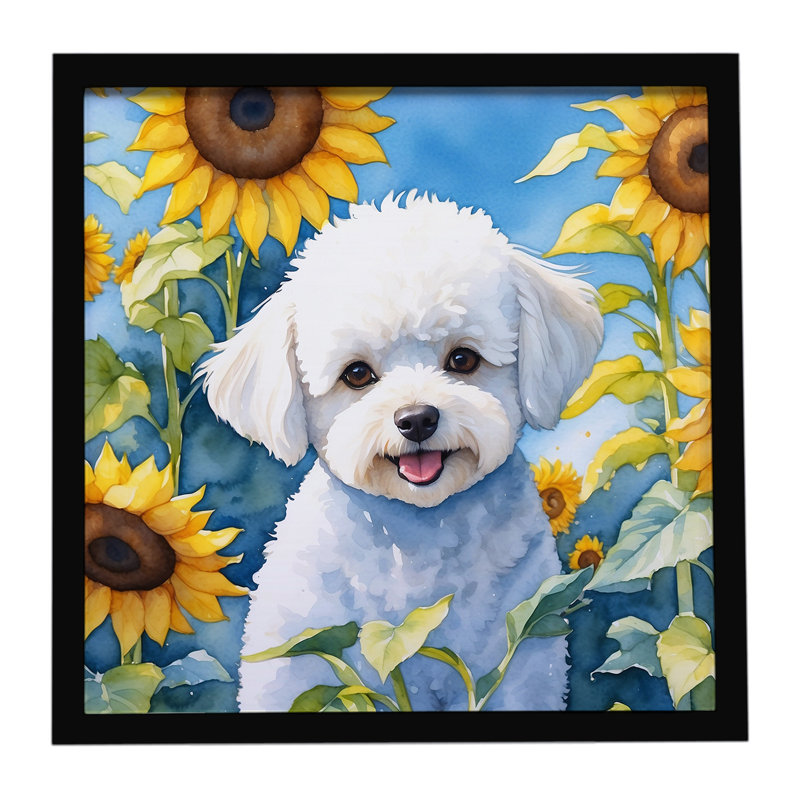 Bichon frisé dans un tournesol, impression sur métal encadrée