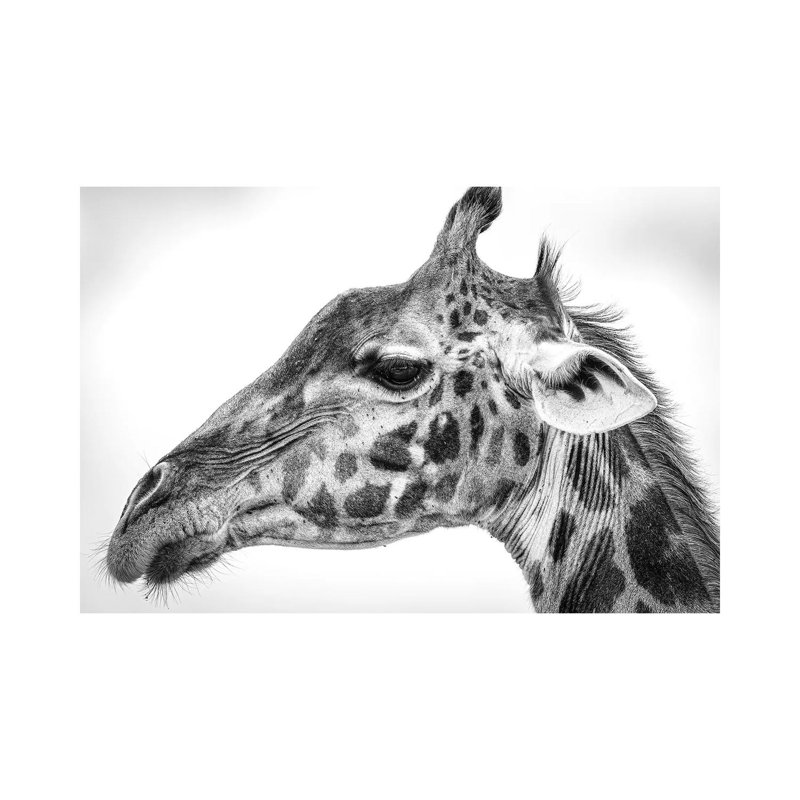 Maasai Giraffe by Jeffrey C. Sink - Wrapped Canvas Print, 20.32cm H x 30.48cm W x 1.91cm D