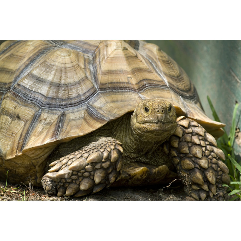 Tortue soufrée d'Afrique par Mark Kostich, H 32 po x l 48 po