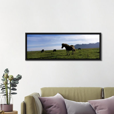 «Islandais dans un champ, Svinafell, Islande» par Panoramic Images - Reproduction giclée sur toile tendue avec châssis