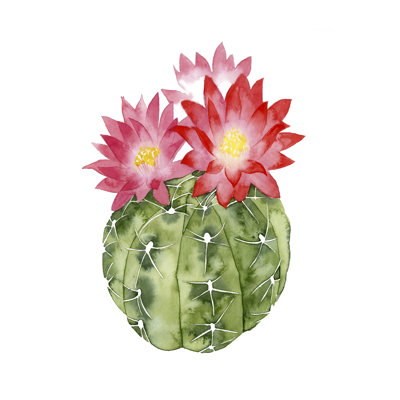 Fleur de cactus III