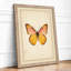 Centered Butterfly Botanical - Framed Print-1018233998-1018233987