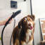Outdoor Pet Shower Set, 3-Spray, 1.75 GPM-68812322