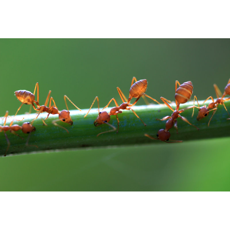 Red Ant by Tomodaji - No Frame Print on Canvas, 20cm H x 30cm W