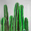 Bougies de cactus - fleurs vertes encadrées