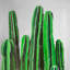 Cactus, impression de bougies sur toile