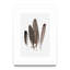 « plumes ii »-cadre photo imprimé sur papier