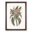 Pink Frangipani by Mark Catesby - Framed Print-55768823-55768824