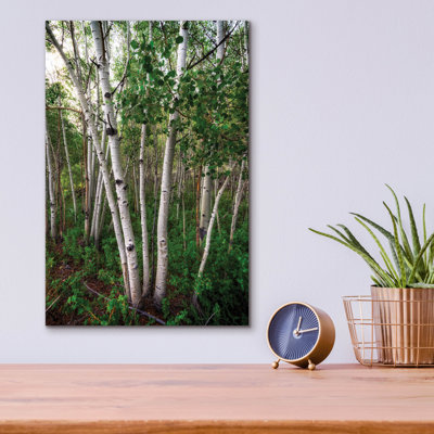 Millwood Pines 'Aspens' by Rick Berk Acrylic Glass Wall Art