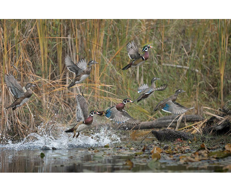 Luhm, Gary Un groupe de canards des bois de l'État de Washington (aixa) prend son envol depuis un étang tranquille de Seattle US48 GLU1251