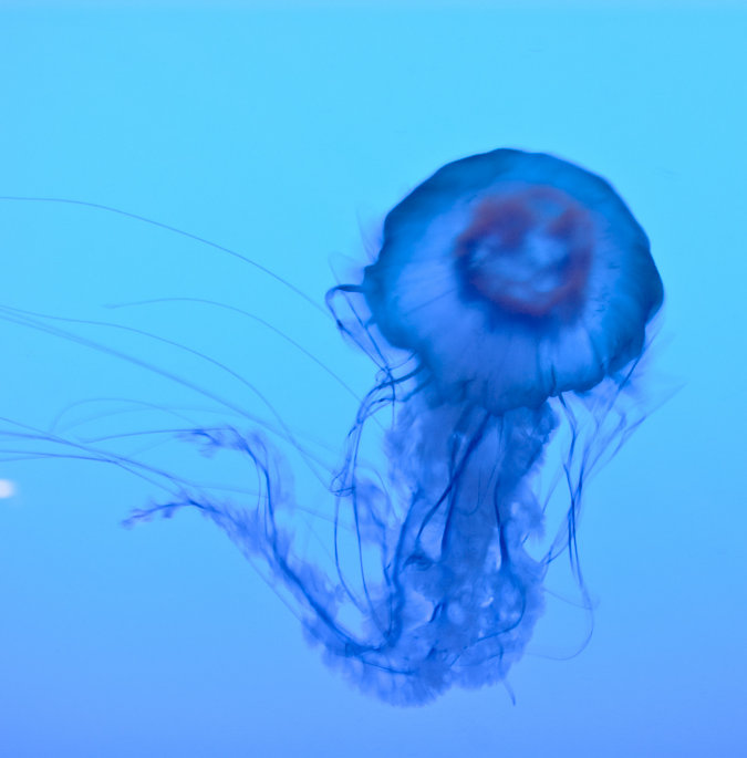 La Meduse 2 - reproduction de photo sur acrylique, H 48 po x l 48 po