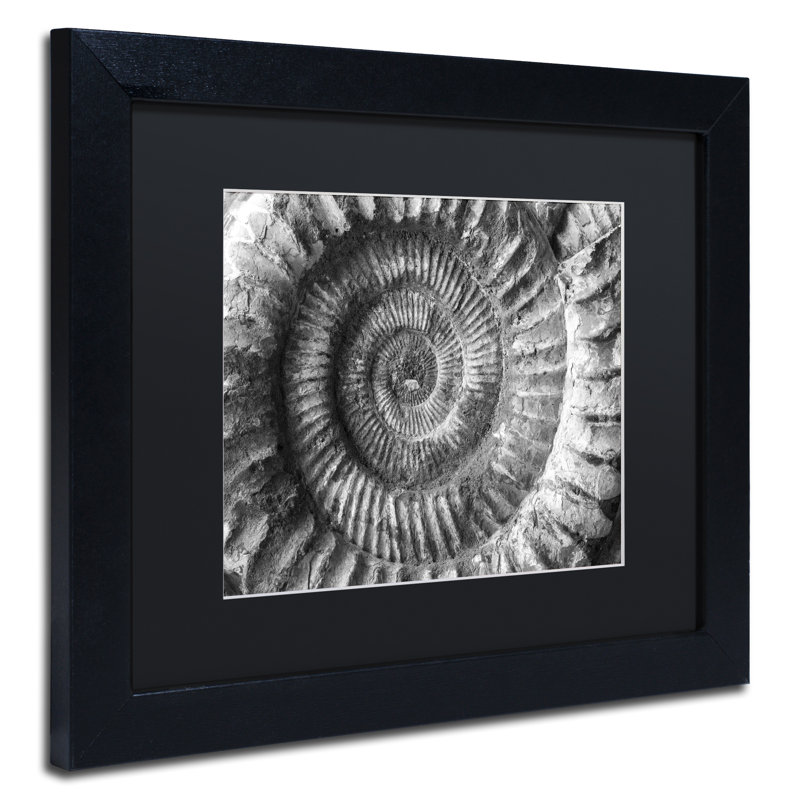 « amonita 2 » par moises, reproduction de photo encadrée, H 11 po x l 14 po x P 0,5 po, Noir
