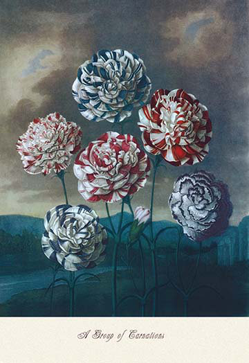 Un groupe d’oeillets, reproduction d’art, H 42 po x l 28 po x P 1,5 po