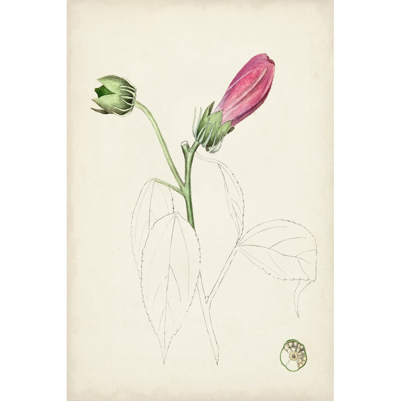 Botanical Sketches IV - Graphic Art Print, 30 cm H x 20 cm W, Wrapped Canvas